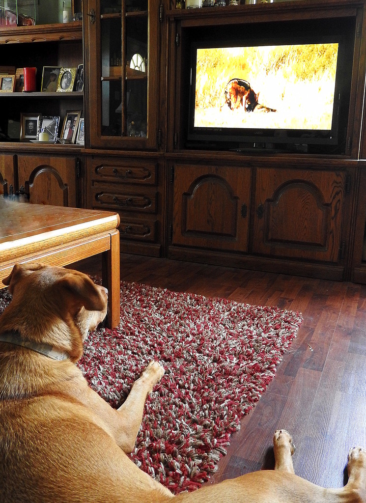 Seamus watches TV by homeschoolmom