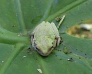 22nd Aug 2017 - Tree Frog