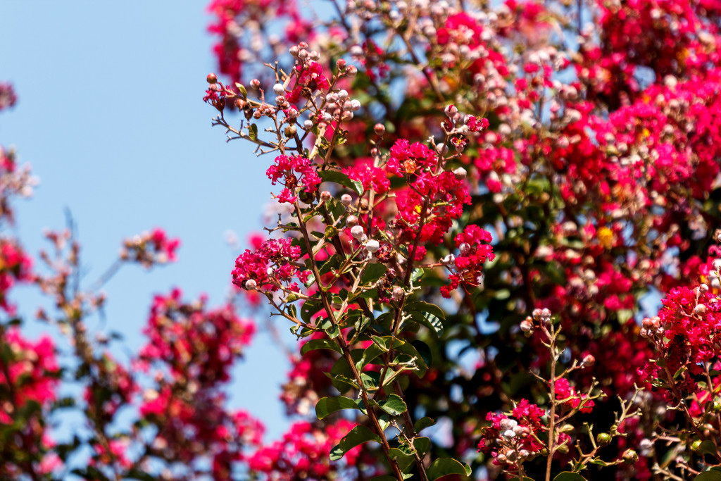 Crepe Myrtle by swchappell