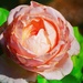 Rosa x centifolia  by louannwarren