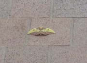 22nd Aug 2017 - Imperial Moth