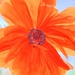 Big Bright Poppy by lynnz