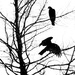 Turkey Vultures in the Tree by gq