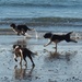 Running wild , Flynn Mintee and Emcee at Te Ngaire Bay this afternoon by Dawn