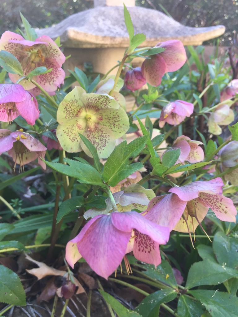 Hellebores  by pusspup