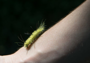 19th Aug 2017 - Caterpillar crawl