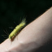 Caterpillar crawl by novab
