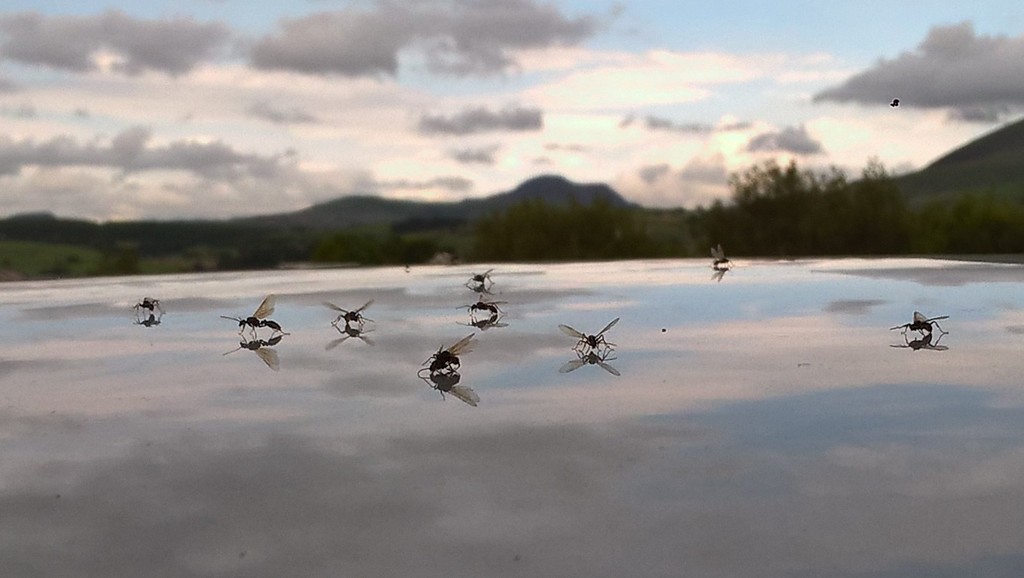 Skating ants.. by brennieb