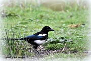 23rd Aug 2017 - One for sorrow