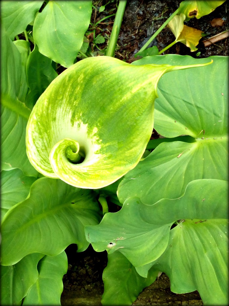 green lily by cruiser