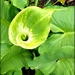 green lily by cruiser
