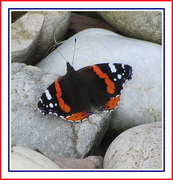 18th May 2017 - Red Admiral butterfly.