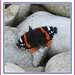 Red Admiral butterfly. by grace55