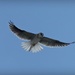  Black Shouldered Kite by judithdeacon