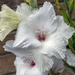 White Gladioli by pcoulson