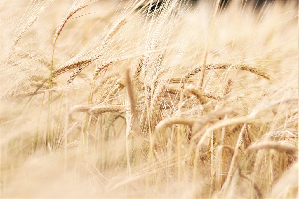 Barley Field by motherjane