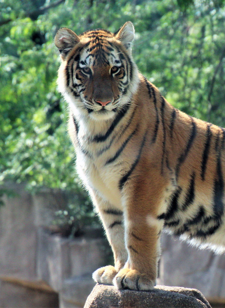 Tiger Cub by randy23