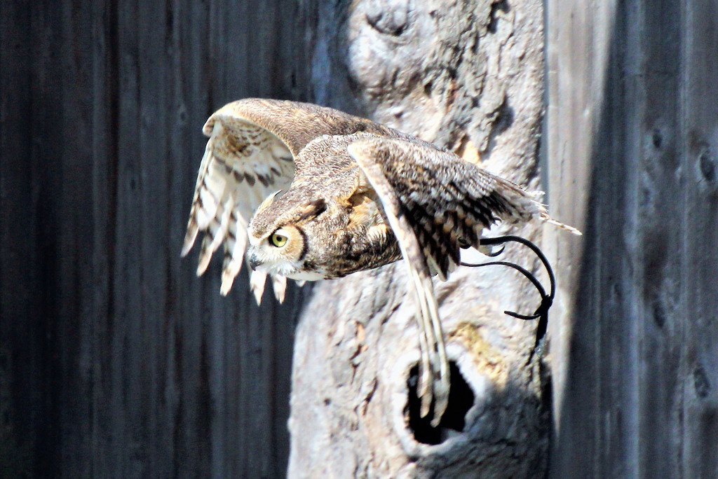 Owl Flying by randy23