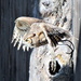 Owl Flying by randy23