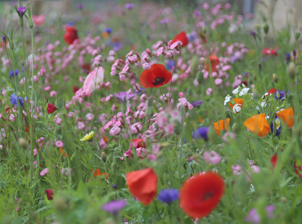 Wild Flowers by jesperani