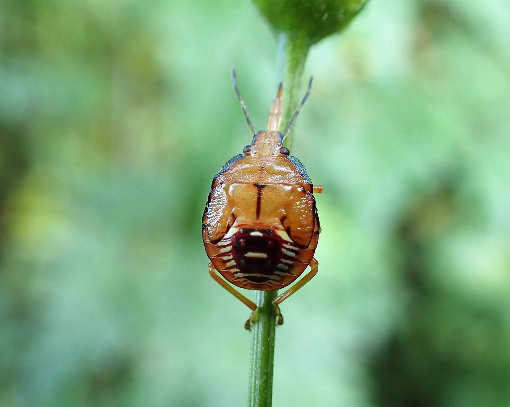 Predatory Stink Bug Nymph by cjwhite