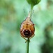 Predatory Stink Bug Nymph by cjwhite