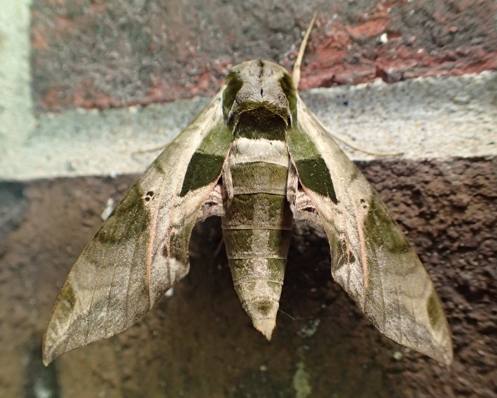 Sphinx Moth by cjwhite