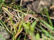 23rd Aug 2017 - Leopard Frog