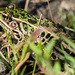 Leopard Frog by rminer