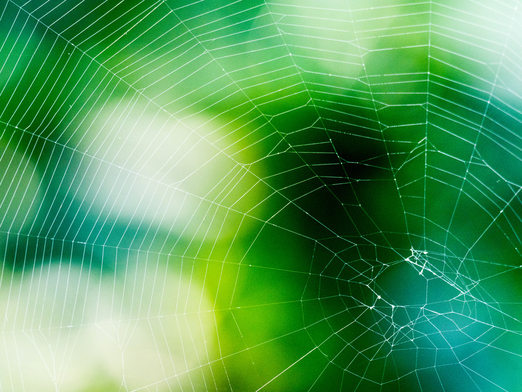 A Spiderweb by rminer