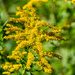 Goldenrod by rminer
