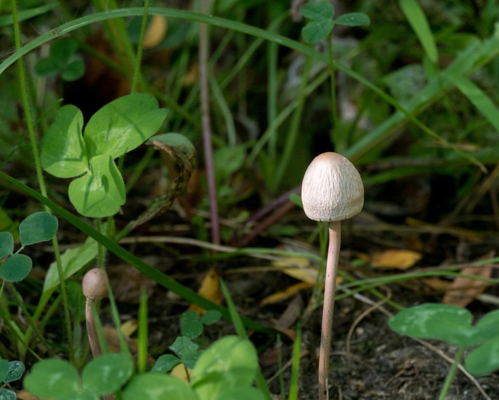 Mushroom and Clover by rminer