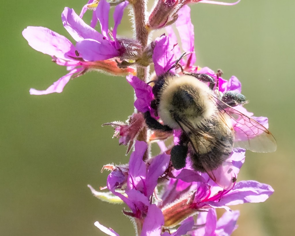Purple Vervain with Bee Very Close NR by rminer