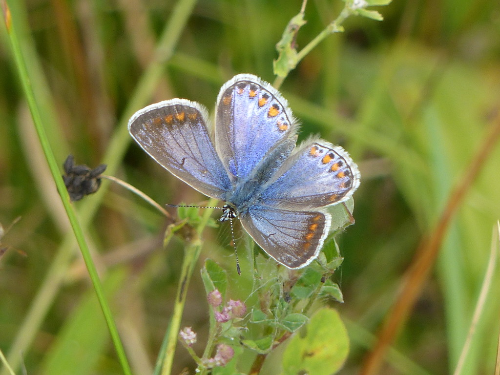 Common Blue (female) by susiemc