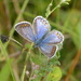 Common Blue (female) by susiemc