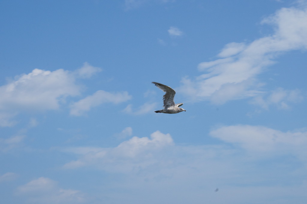 Seagull. by meotzi