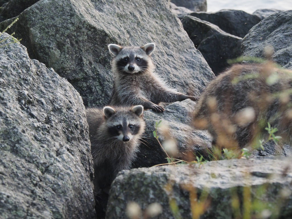Curious Raccoon Babies by selkie