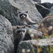 Curious Raccoon Babies by selkie