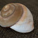 Rule of Thirds Shell by marylandgirl58