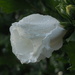 Rose of Sharon by selkie