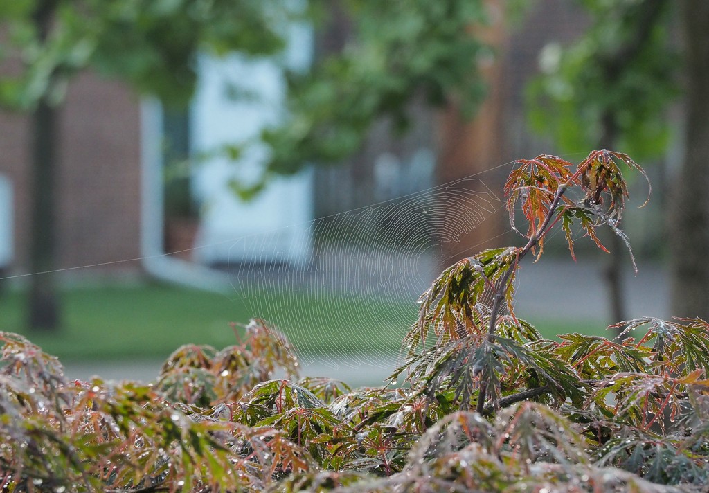 Web on Japanese Maple by selkie