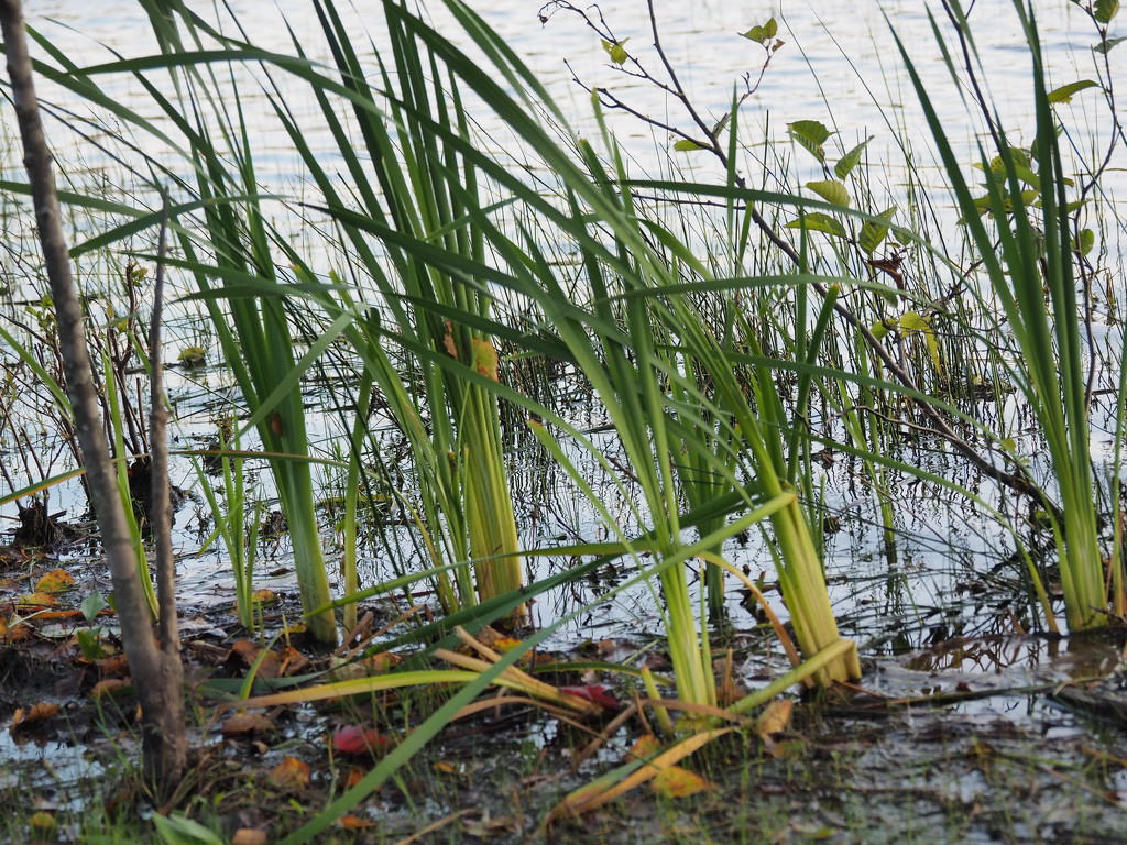 Water Reeds by selkie