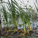 Water Reeds by selkie