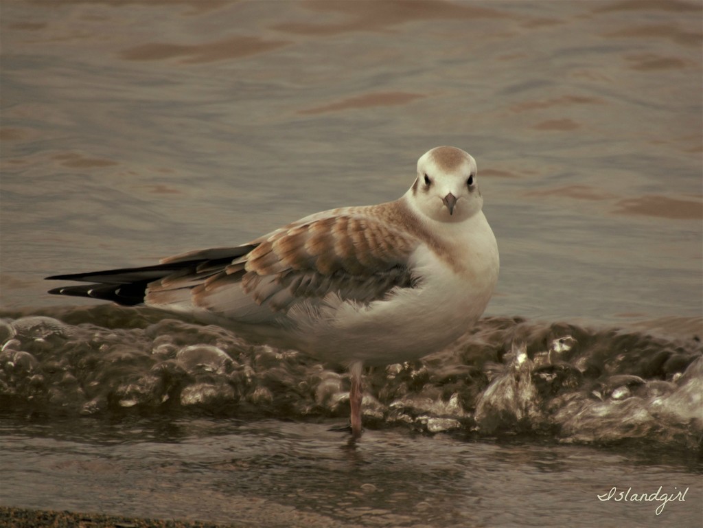 Pipping Plover  by radiogirl