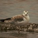 Pipping Plover  by radiogirl