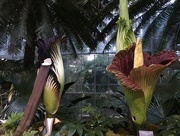 22nd Aug 2017 - corpse flower blooming at the u.s. botanic garden! 