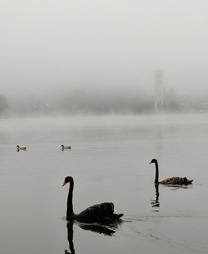 Swan lake by scottmurr