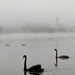 Swan lake by scottmurr