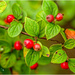 Cotoneaster Berries by carolmw