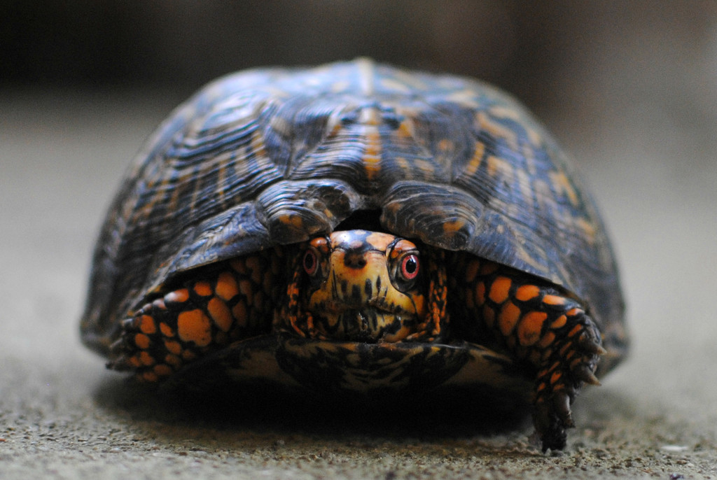 Gert the Turt by alophoto